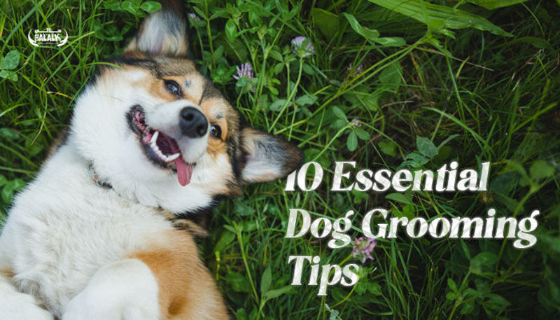 10 Essential Dog Grooming Tips